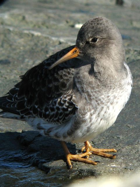 Purple Sandpipers